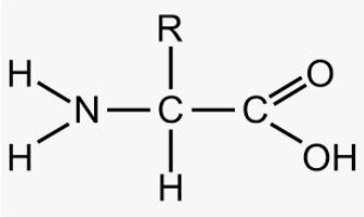 amino acid2